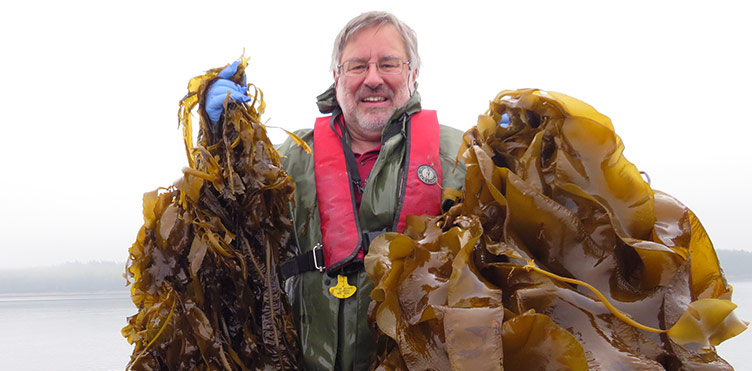 Dr. Thierry Chopin with two of the seaweed species he is cultivating in the Bay of Fundy, in collaboration with Magellan Aqua Farms Inc. Credit: Steven Backman