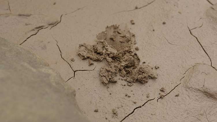 Amy Siegel | Dike Bar | Echo