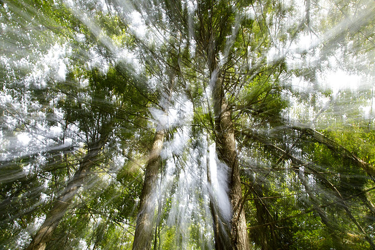 Image title: Etheral Trees
