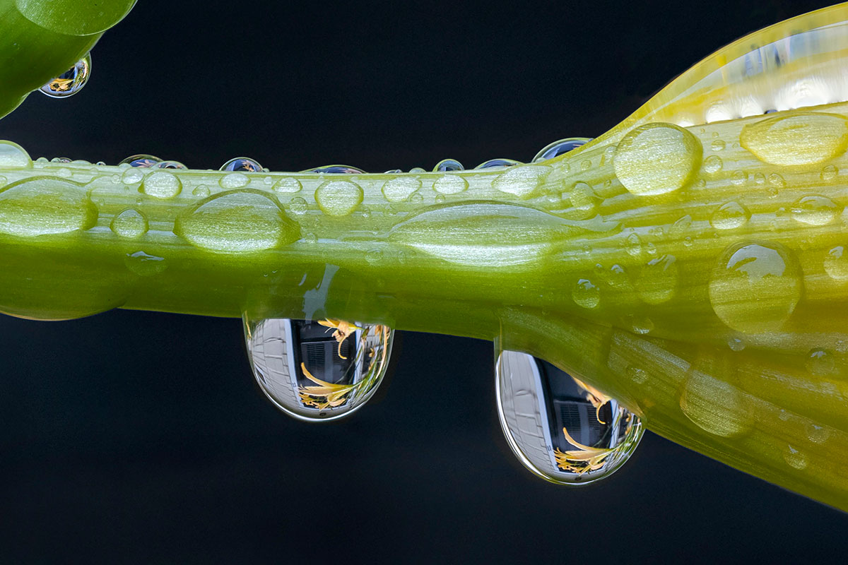 Roger Smith - Daylily Bud Raindrops Cottage Door