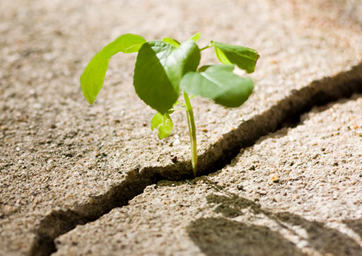 A green plant growing out of a crack in pavement