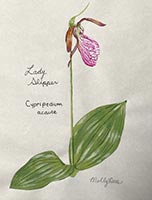 Lady Slipper artwork