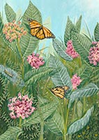 Monarch Butterflies artwork