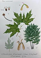 Silver Maple artwork