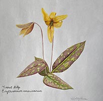 Trout Lily artwork