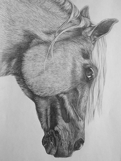 Emma Whaley, "Horse" 2015. Graphite drawing.
