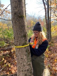 measuring an ash tree