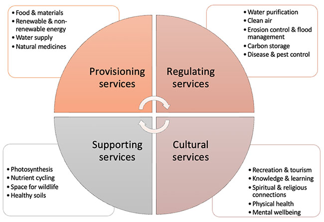 There are 4 categories of ecosystem services: provisioning, regulating, supporting, and cultural services. 
