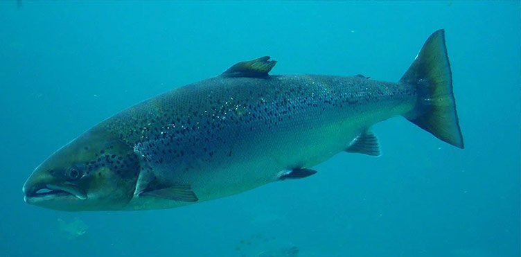 Photo of Atlantic Salmon
