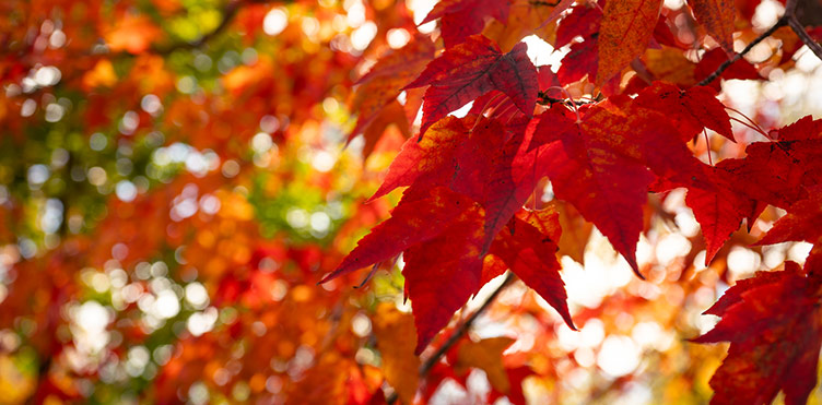 Red maple leaves in autumn