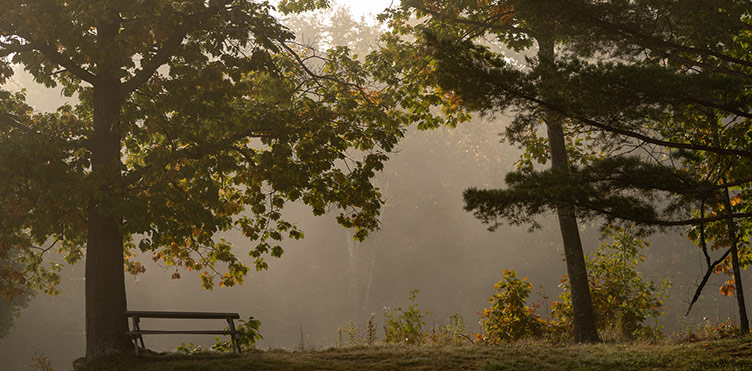 An empty park bench sits between two pine trees in a forested area
