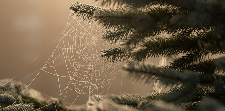 A spider's web stretches between two pine trees