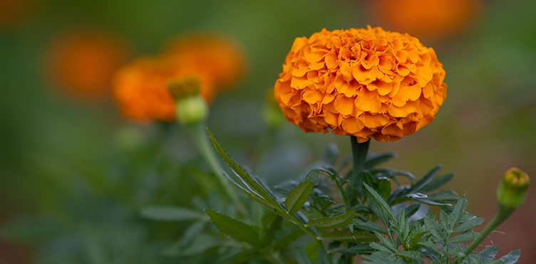 A close up image of an orange marigold flower