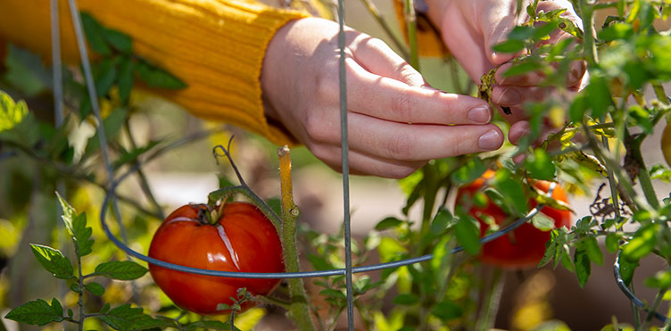 A pair of hands harvest ripe red tomatoes in the UNB community garden