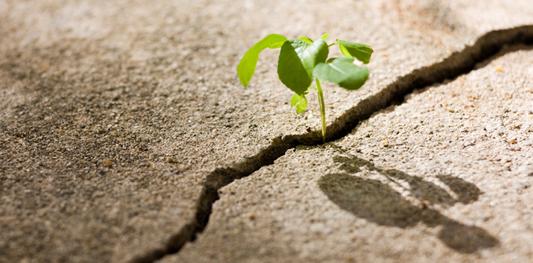 Photo of a small plant growing through the crack in a piece of cement